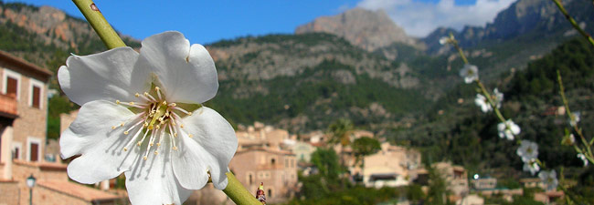 Fincas Mallorca in Sóller